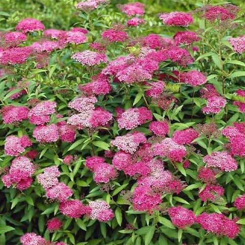 Спирея японская Антони Ватерер рисунок 1 артикул 4811