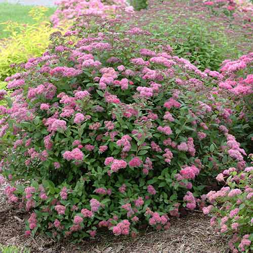 Спирея японская Неон Флеш рисунок 1 артикул 4812