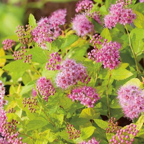 Спирея японская Голден Принцесс рисунок 1 артикул 9549