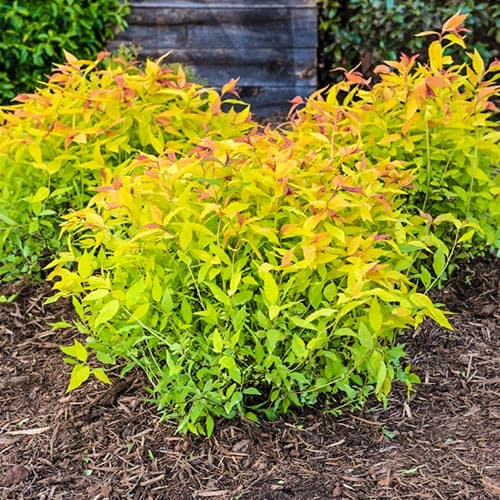 Спирея японская Голдфлейм рисунок 1 артикул 9098