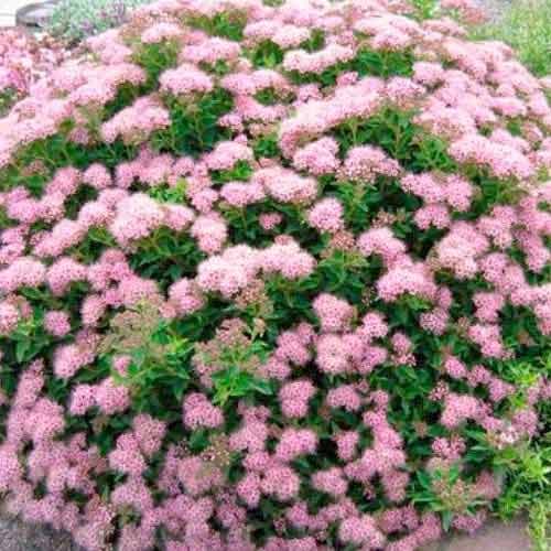 Спірея японська Літл Принцесс зображення 1 артикул 9100