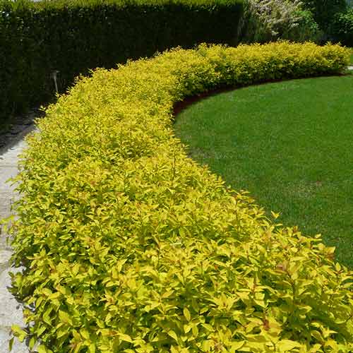 Спирея японская Уайт Голд рисунок 1 артикул 9548