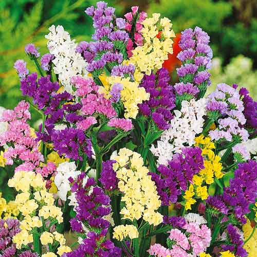 Статиця Пасіфік, суміш забарвлень Професійне насіння артикул фото 1 Статиця Пасіфік, суміш забарвлень Професійне насіння зображення 1 артикул 72554