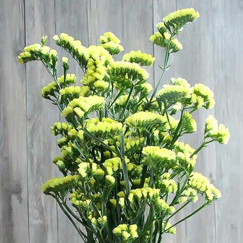 Статиця Золотий берег артикул фото 1 Статиця Золотий берег зображення 1 артикул 72553