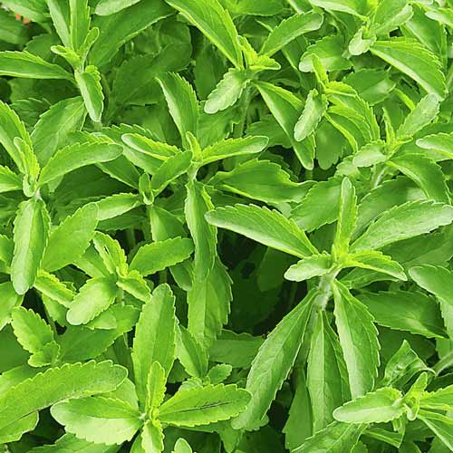 Стевия Медовая трава рисунок 1 артикул 65660