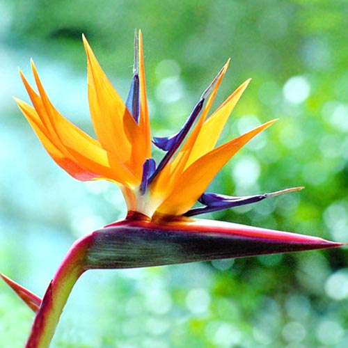 Стрелиция королевская Райская птица рисунок 1 артикул 66219