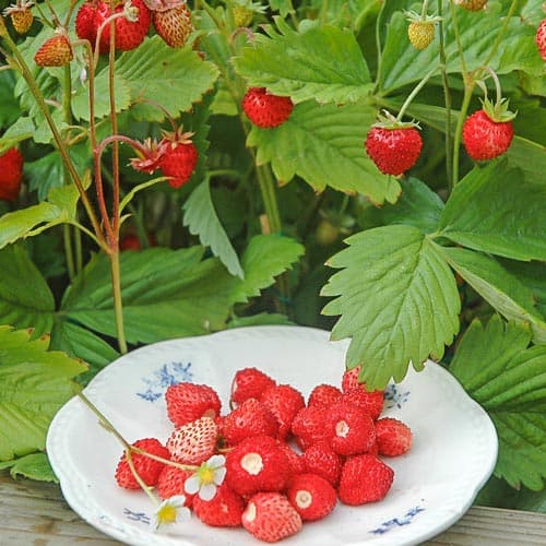 Земляника (мелкоплодная) Александрия рисунок 1 артикул 9607