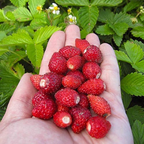 Земляника (мелкоплодная) Али-Баба рисунок 1 артикул 4922