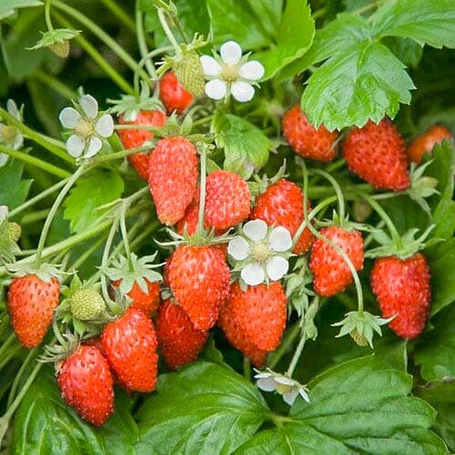 Земляника (мелкоплодная) Барон Солемахер рисунок 1 артикул 9604