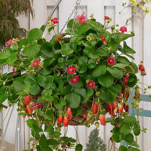 Земляника (мелкоплодная) Чаровница рисунок 1 артикул 4930