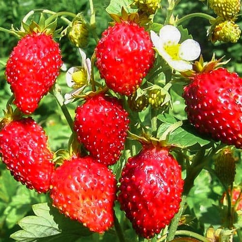 Земляника (мелкоплодная) Лесная Сказка артикул фото 1 Земляника (мелкоплодная) Лесная Сказка рисунок 1 артикул 4921