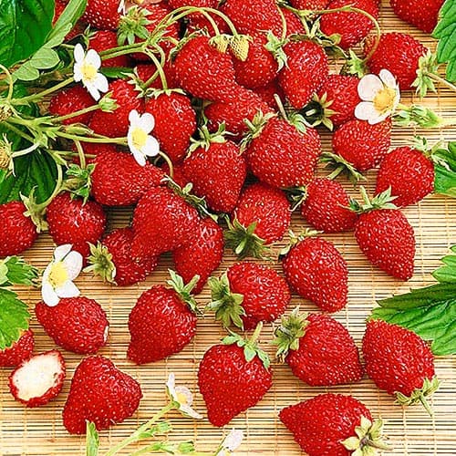 Земляника (мелкоплодная) Волшебство рисунок 1 артикул 4928