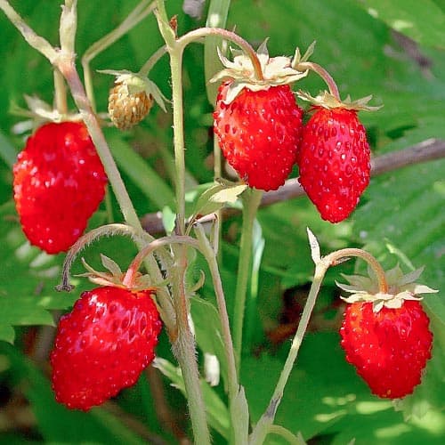 Земляника (мелкоплодная) Мармеладная рисунок 1 артикул 4925