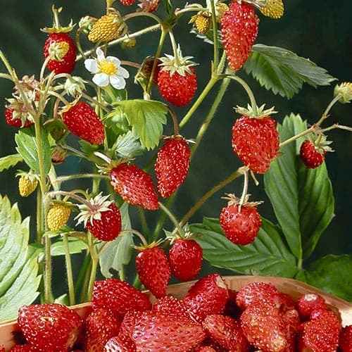 Земляника (мелкоплодная) Мираж рисунок 1 артикул 4929