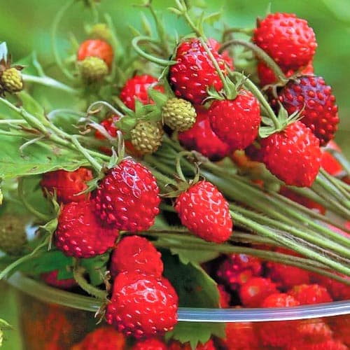 Земляника (мелкоплодная) Регина рисунок 1 артикул 4920