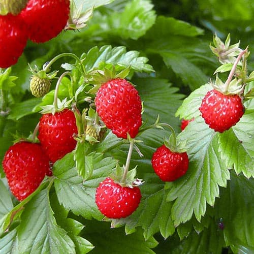 Земляника (мелкоплодная) Розеа рисунок 1 артикул 4927