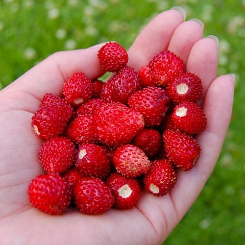 Земляника (мелкоплодная) Рюген рисунок 1 артикул 4923