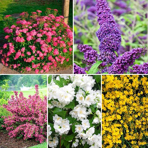 Суперпредложение! Комплект Цветущая изгородь рисунок 1 артикул 2443