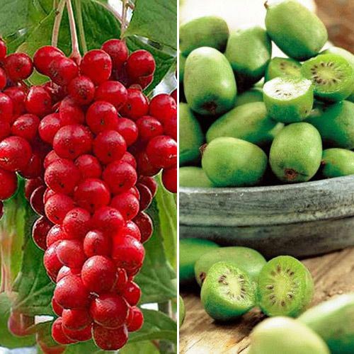 Суперпропозиція! Комплект Екзотичні ягоди з 2-х саджанців зображення 1 артикул 8485