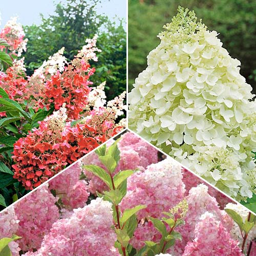 Суперпредложение! Комплект гортензий метельчастых из 3 саженцев артикул фото 1 Суперпредложение! Комплект гортензий метельчастых из 3 саженцев рисунок 1 артикул 2415