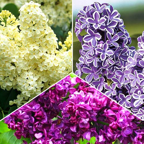 Суперпредложение! Комплект сирени Трио из 3 саженцев рисунок 1 артикул 2440