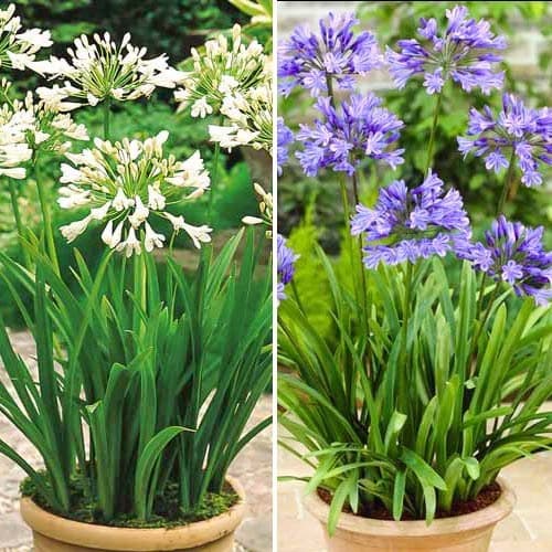 Агапантус, микс из 2 сортов рисунок 1 артикул 76516