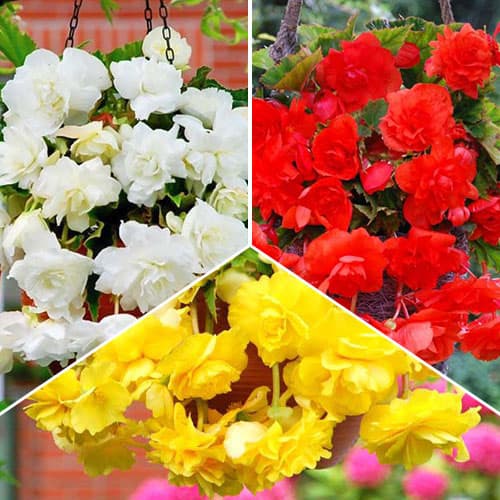 Бегония суперкаскадная, микс рисунок 1 артикул 76671
