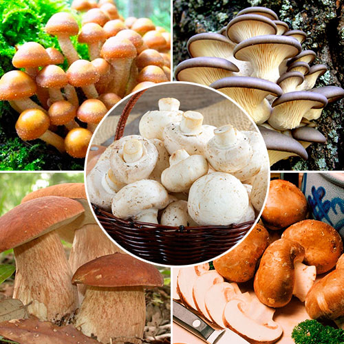 Суперпропозиція! Гриби 'Вирощуємо вдома' з 5-ти упаковок зображення 1 артикул 9756