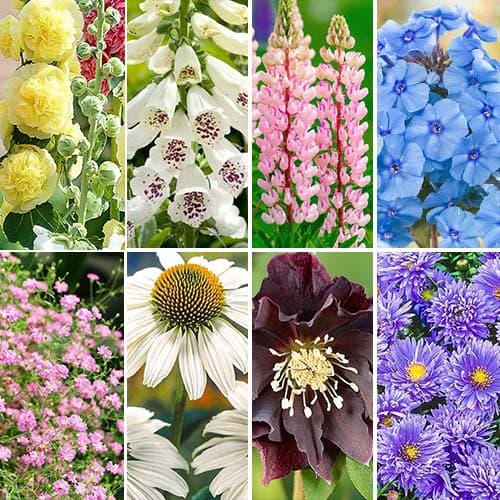 Комплект многолетников Cottage Garden из 8 сортов рисунок 1 артикул 76631
