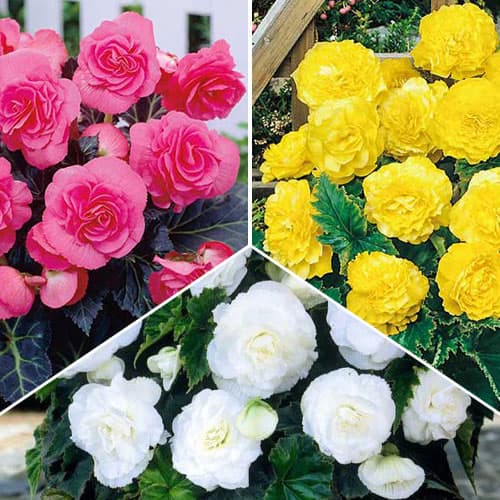 Бегонія Пастель, мікс з 3 сортів зображення 1 артикул 76519