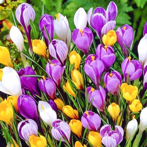 Комплект ботанических крокусов, микс рисунок 1 артикул 67911