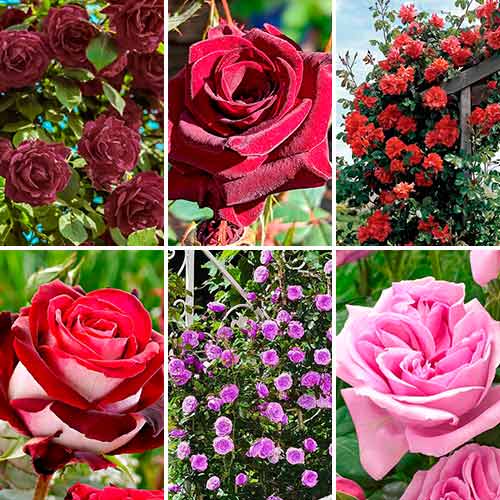 Комплект чайно-гібридних та плетистих троянд з 6 сортiв зображення 1 артикул 3604