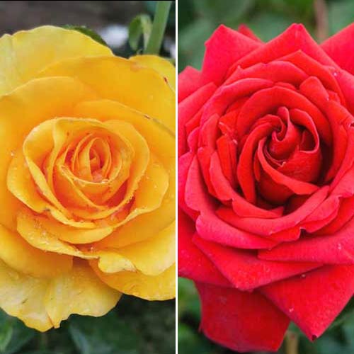 Комплект чайно-гибридных роз Дуо из 2 сортов рисунок 1 артикул 2314