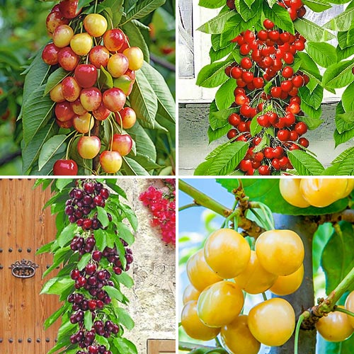 Комплект колоновидної черешні Квартет з 4 сортів зображення 1 артикул 1978