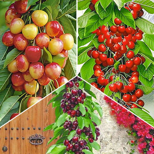 Комплект колоновидных черешен Трио из 3 саженцев рисунок 1 артикул 1968