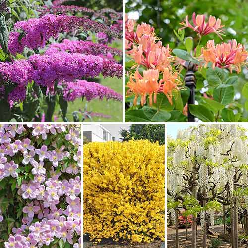 Суперпредложение! Комплект Цветущая изгородь из 5 саженцев рисунок 1 артикул 9191