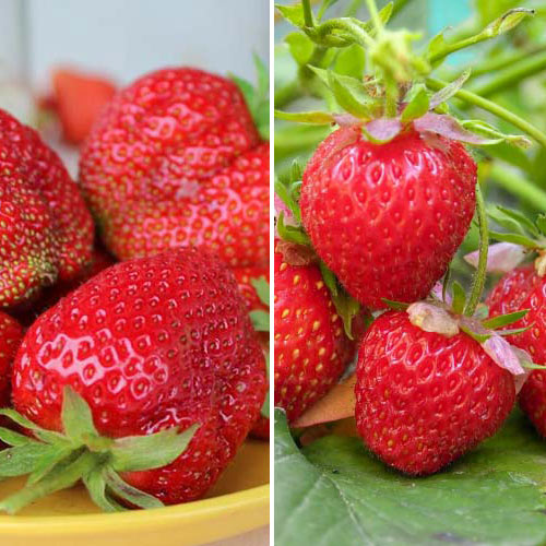 Комплект полуниці Дитяча радість з 2 сортів зображення 1 артикул 9830