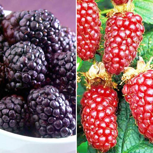 Комплект ежемалины Дуэт из 2 сортов рисунок 1 артикул 7642