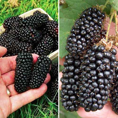 Комплект ежевики Ягодный десерт из 2 сортов артикул фото 1 Комплект ежевики Ягодный десерт из 2 сортов рисунок 1 артикул 7641