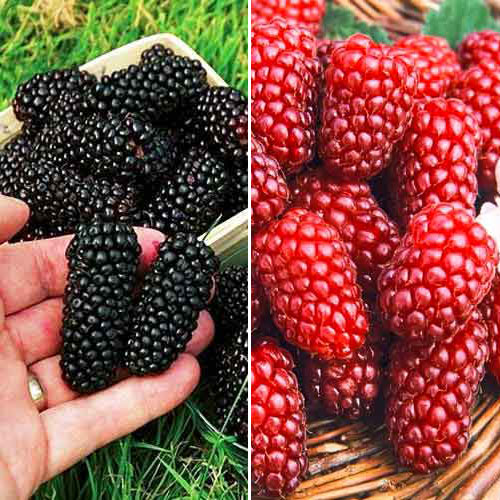 Комплект ежевики и ежемалины из 2 сортов рисунок 1 артикул 7643