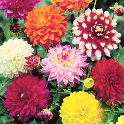 Суперпропозиція! Комплект жоржин декоративних з 8 цибулин зображення 1 артикул 2986