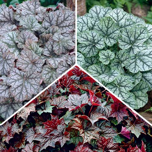 Суперпропозиція! Комплект гейхер із 3-х сортів зображення 1 артикул 2987