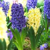 Суперпропозиція! Комплект гіацинтів із 2-х сортів зображення 1 артикул 67551