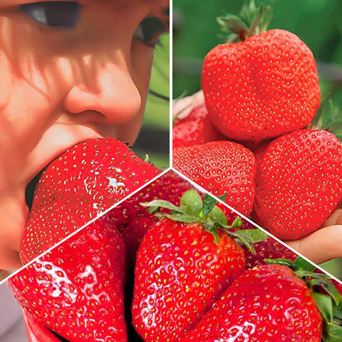 Комплект полуниці Гіганти з 3 сортів артикул фото 1 Комплект полуниці Гіганти з 3 сортів зображення 1 артикул 9826