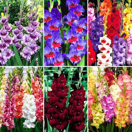 Суперпропозиція! Комплект гладіолусів із 30 цибулин зображення 1 артикул 2908