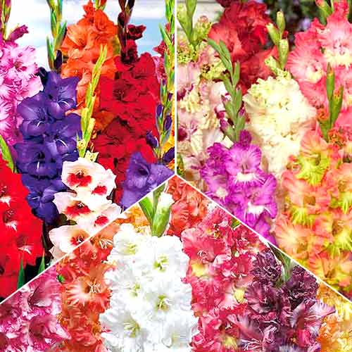 Комплект гладіолусів Гофровані, Гіганти, Паррот з 30 цибулин зображення 1 артикул 67050