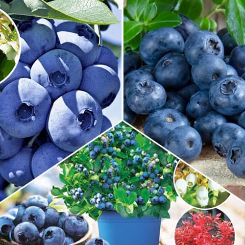 Комплект голубік (лохин) Гіганти з 3 саджанців зображення 1 артикул 9257