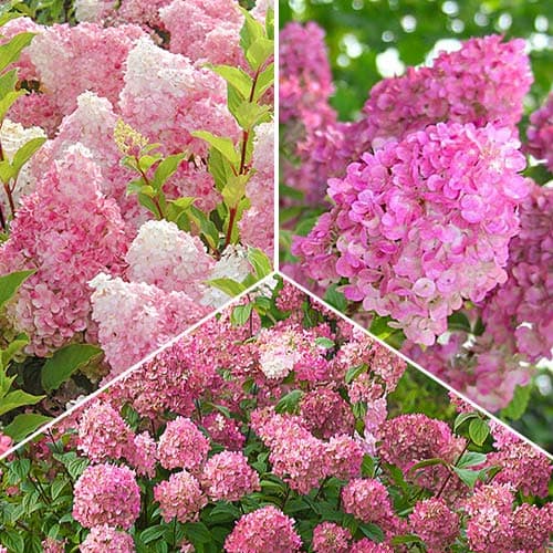 Комплект гортензий в розовых тонах из 3 саженцев рисунок 1 артикул 9111