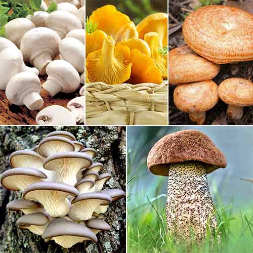 Суперпропозиція! Набір грибів для смаження з 5 упаковок артикул фото 1 Суперпропозиція! Набір грибів для смаження з 5 упаковок зображення 1 артикул 9764