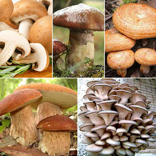 Суперпропозиція! Набір грибів для маринаду з 5 упаковок артикул фото 1 Суперпропозиція! Набір грибів для маринаду з 5 упаковок зображення 1 артикул 9762